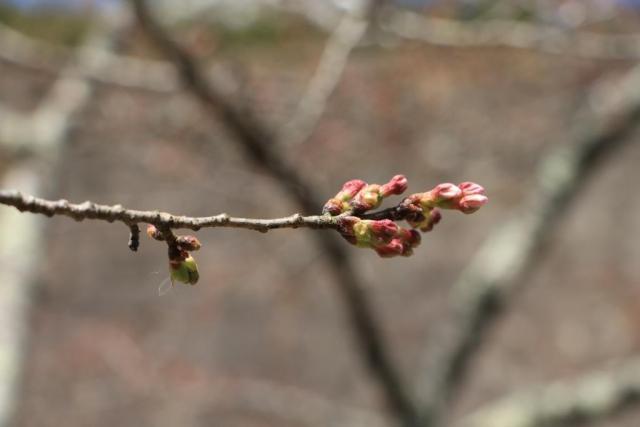 令和2年3月28日の桜の開花状況城山公園