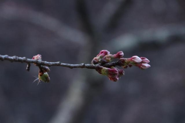 令和2年3月30日の桜の開花状況城山公園