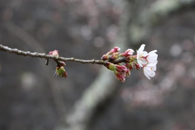 令和2年4月1日の城山の桜の開花状況