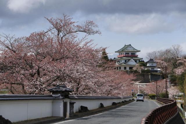 令和2年4月6日の涌谷大橋からの桜の開花状況