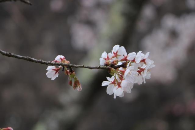 令和2年4月6日の城山公園の桜の開花状況