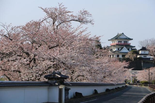 令和2年4月8日の涌谷大橋からの桜の開花状況