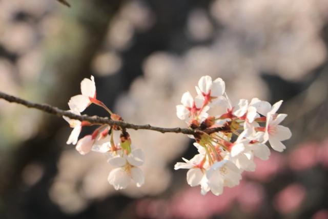令和2年4月8日の城山の桜の開花状況