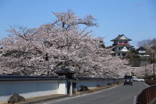 令和2年4月11日の大橋からの桜の開花状況