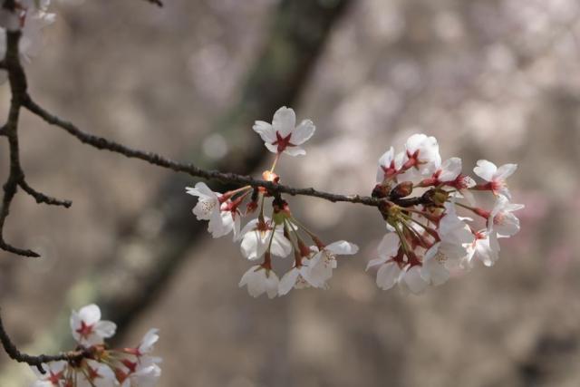 令和2年4月11日の城山の桜の開花状況