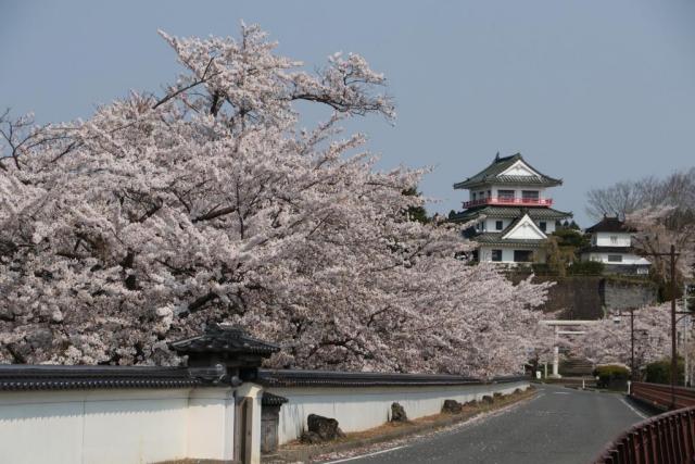 令和2年4月15日の桜の開花状況