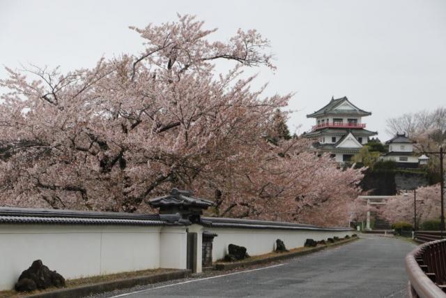 令和2年4月19日の桜の開花状況