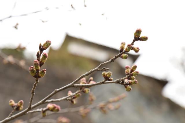 令和4年4月5日の城山公園の桜の開花状況