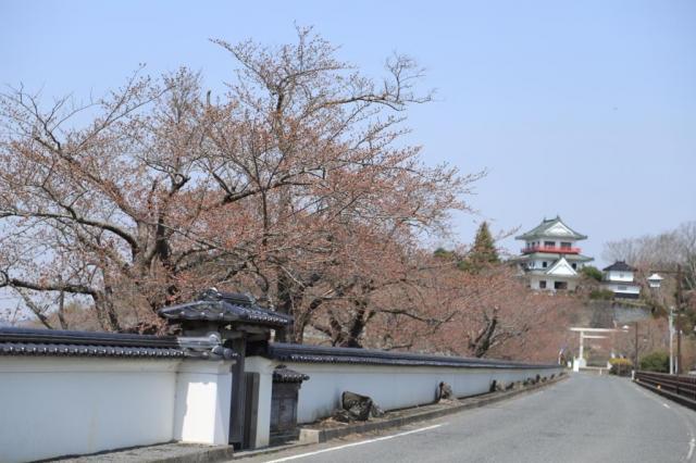 令和4年4月10日の涌谷大橋からの桜の開花状況