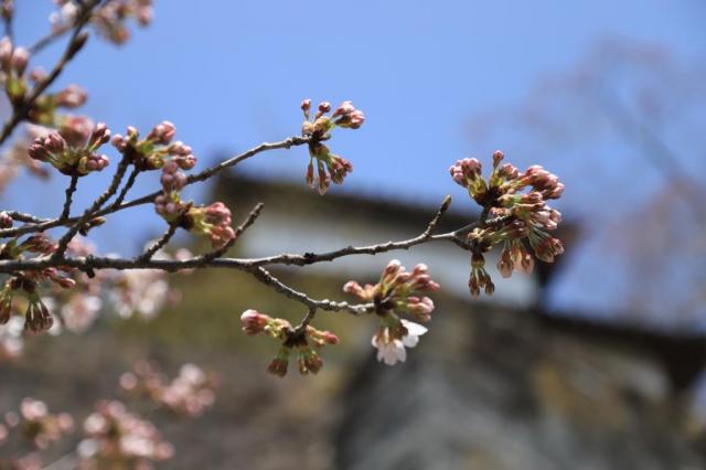令和4年4月10日の城山の桜の開花状況
