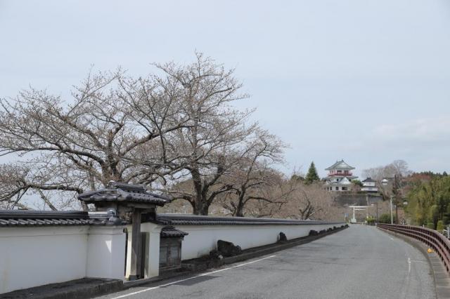 令和5年3月27日の涌谷大橋付近からの桜の開花状況