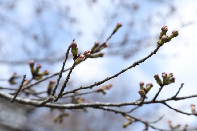 令和5年3月28日の城山公園の桜の開花状況