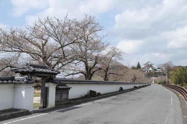 令和5年3月29日の涌谷大橋からの桜の開花状況