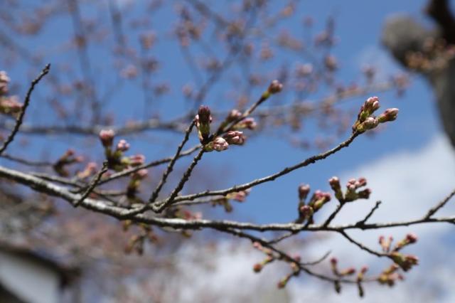 令和5年3月30日の城山公園の桜の開花状況