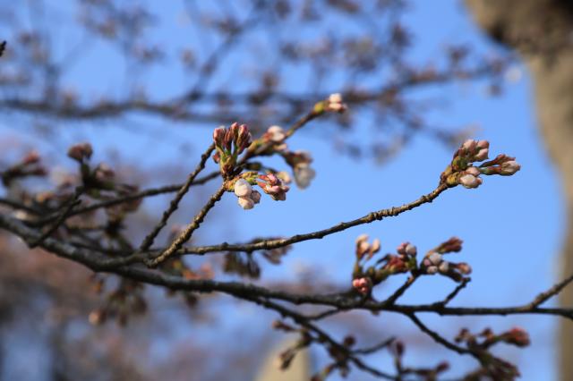 令和5年3月31日の城山公園の桜の開花状況