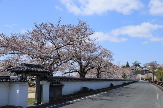 令和5年4月3日の涌谷大橋付近からの桜の開花状況