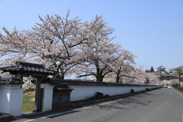 令和5年4月4日の涌谷大橋付近からの桜の開花状況