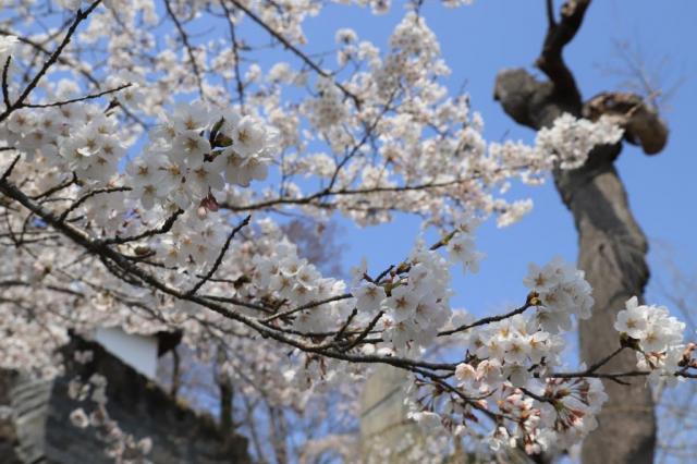 令和5年4月4日の城山公園の桜の開花状況