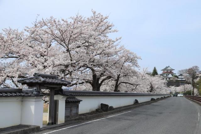 令和5年4月5日の涌谷大橋付近からの桜の開花状況