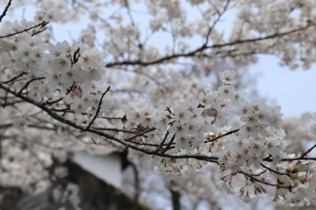 令和5年4月5日の城山公園の桜の開花状況