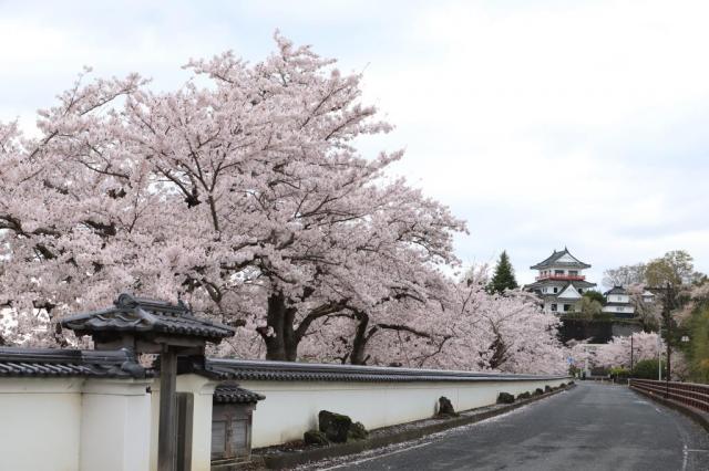 令和5年4月8日の涌谷大橋付近からの桜の開花状況