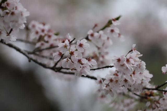 令和5年4月8日の城山公園の桜の開花状況