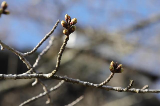 令和6年3月29日の桜の開花状況
