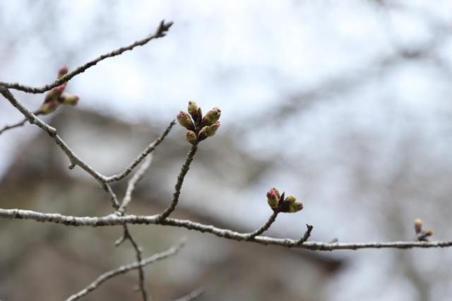 令和6年4月3日の桜の開花状況