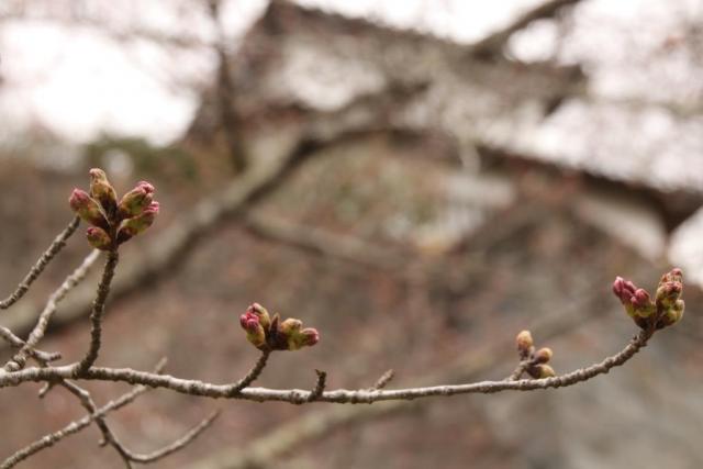 令和6年4月4日桜の開花状況