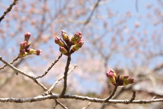 令和6年4月5日桜の開花状況