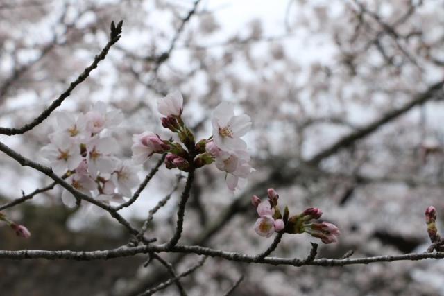 令和6年4月8日桜の開花状況