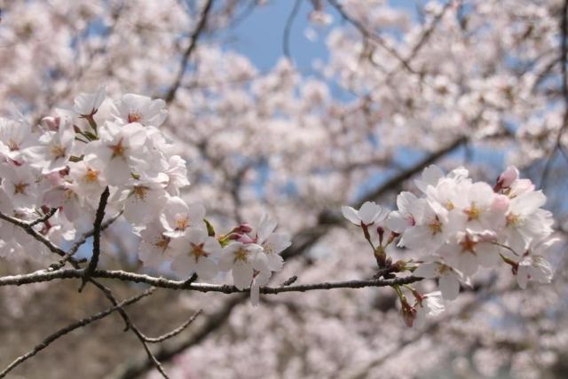 令和6年4月11日桜の開花状況