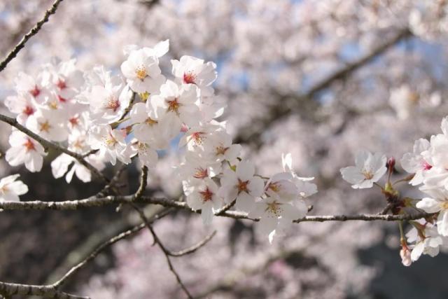 令和6年4月12日桜の開花状況