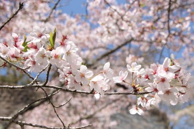 令和6年4月15日桜の開花状況