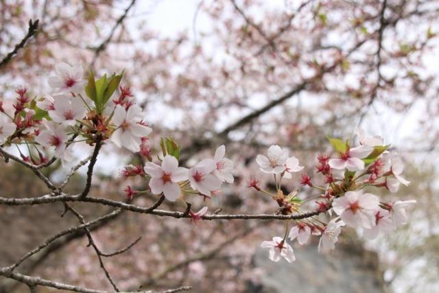 令和6年4月16日桜の開花状況
