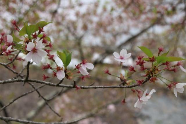令和6年4月17日桜の開花状況