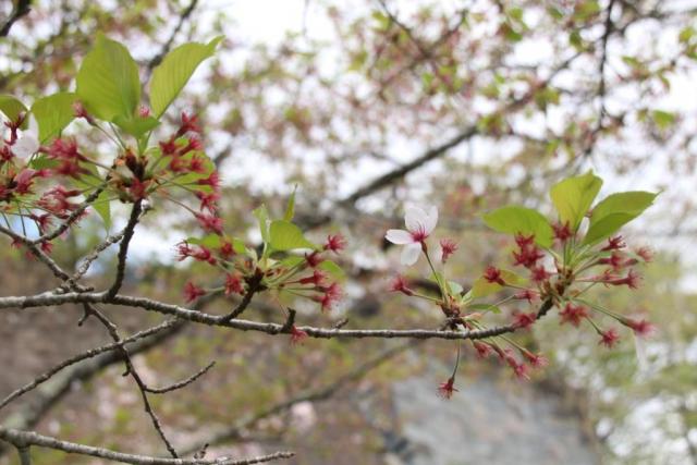 令和6年4月19日桜の開花状況
