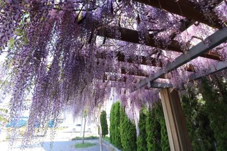 ひだまり広場藤の花