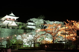 夜桜1