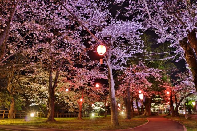 令和5年度夜桜ライトアップ