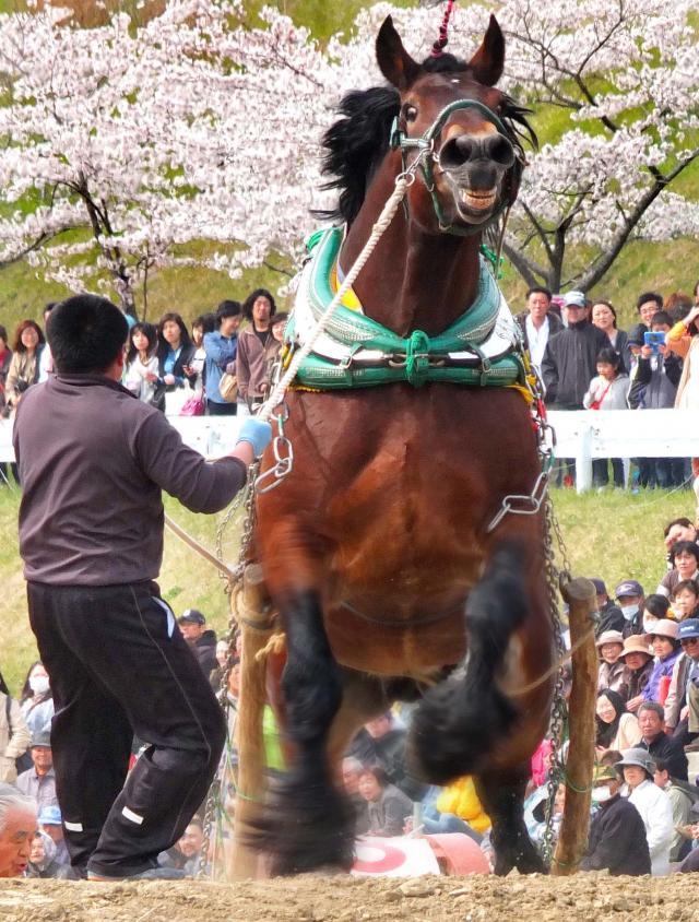入選馬力