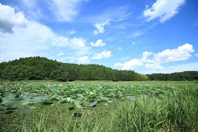 相野沼の夏3