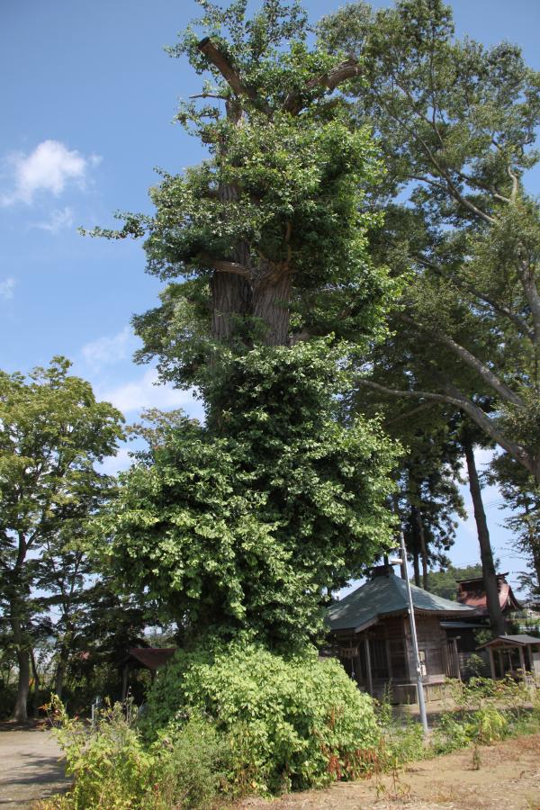 お新山さまいちょう