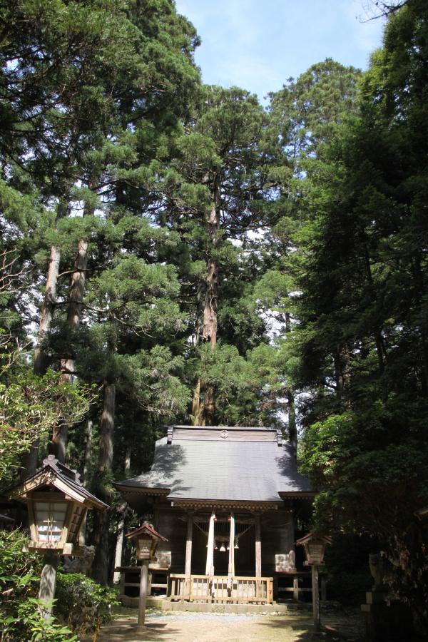 黄金宮ご神木の杉