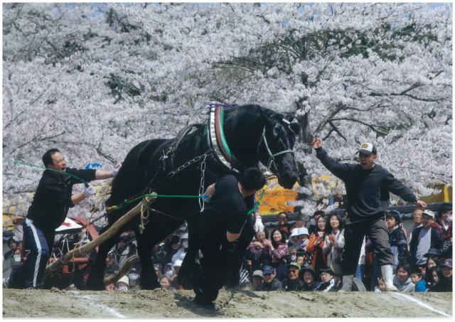 入選桜のステージ