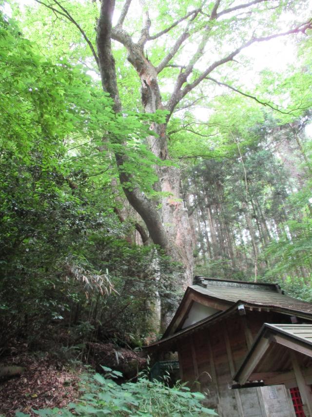 不動沢のけやき