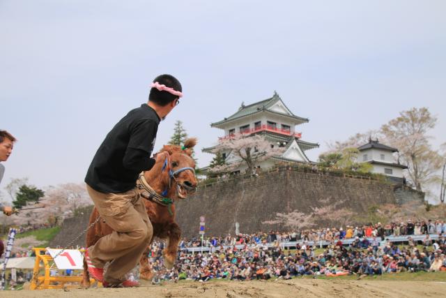 平成27年の輓馬1