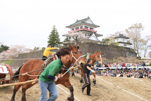 平成27年の輓馬2