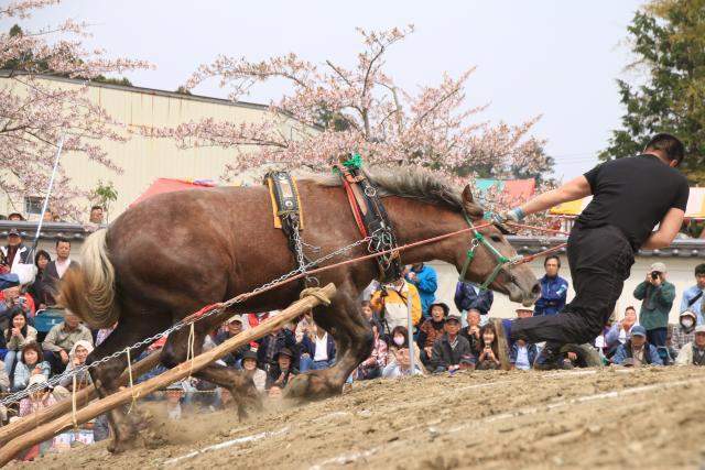 平成27年の輓馬3