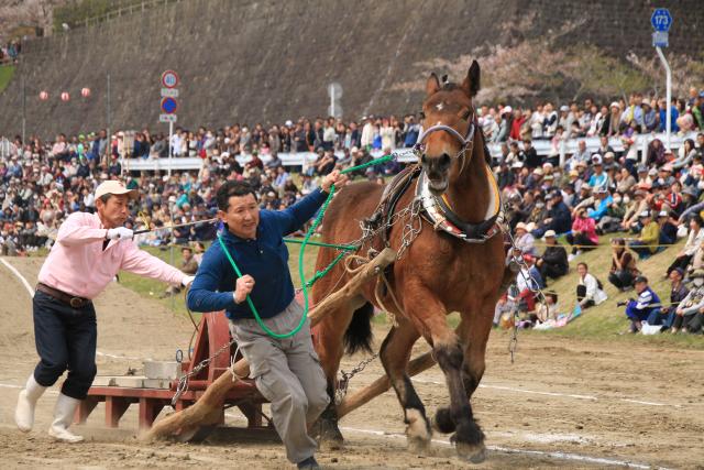 平成27年の輓馬9